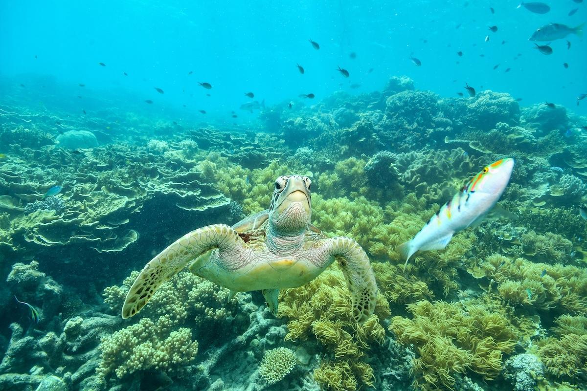 Great Barrier Reef