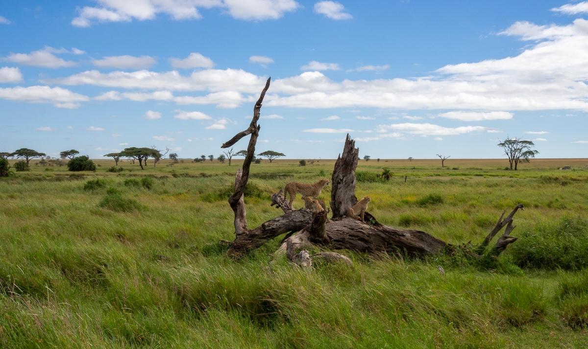 Serengeti National Park